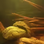 Hypostomus im Aquarium halten (Einrichtungsbeispiele mit Hypostomus-Arten)