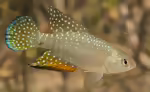 Hypsolebias antenori im Aquarium halten (Einrichtungsbeispiele mit Hypsolebias antenori)