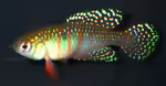 Hypsolebias magnificus: Prächtiger Fächerfisch im Aquarium halten (Einrichtungsbeispiele mit Hypsolebias magnificus)
