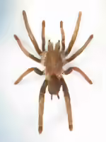 Hysterocrates hercules halten (Einrichtungsbeispiele für Afrikanische Riesenvogelspinnen oder Herkules Vogelspinne)