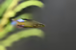 Iriatherina werneri im Aquarium halten (Einrichtungsbeispiele mit Filigran-Regenbogenfisch)
