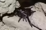 Ischnocolus jickelii im Terrarium halten (Einrichtungsbeispiele mit Ischnocolus jickelii)