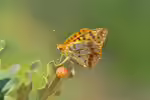 Kleiner Perlmutterfalter im Garten (Einrichtungsbeispiele mit Issoria lathonia)