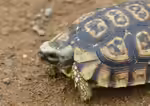 Kinixys zombensis im Terrarium halten (Einrichtungsbeispiele mit Südöstliche Glattrand-Gelenkschildkröte)