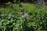 Knautia dipsacifolia im Garten pflanzen (Einrichtungsbeispiele mit Wald-Witwenblume)