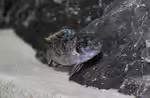 Labeotropheus fuelleborni im Aquarium halten (Einrichtungsbeispiele mit (Schabemund-Buntbarsch)
