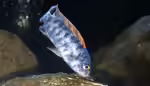 Die Gattung Labeotropheus: Charakterstarke Mbuna aus dem Malawisee (Einrichtungsbeispiele mit Labeotropheus-Arten)