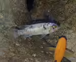 Labeotropheus trewavasae im Aquarium halten (Einrichtungsbeispiele mit (Gestreckter Schabemund-Buntbarsch)