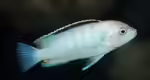 Labidochromis nkali im Aquarium halten (Einrichtungsbeispiele für Labidochromis nkali)