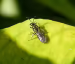 Lasioglossum morio im Garten (Einrichtungsbeispiele mit Dunkelgrüne Schmalbiene)