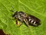 Lasioglossum sexnotatum im Garten (Einrichtungsbeispiele mit Spargel-Schmalbiene)