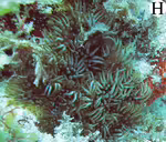 Lebrunia neglecta im Aquarium halten (Einrichtungsbeispiele für Verzweigte Anemone)