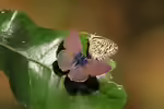 Kleiner Wanderbläuling: Leptotes pirithous im Garten (Einrichtungsbeispiele mit Leptotes pirithous)