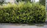 Ligustrum ovalifolium im Garten pflanzen (Einrichtungsbeispiele mit Ovalblättriger Liguster)