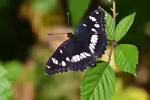 Limenitis reducta im Garten (Einrichtungsbeispiele mit Blauschwarzer Eisvogel)