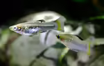 Limia perugiae: Perugia-Kärpfling im Aquarium halten (Einrichtungsbeispiele mit Limia perugiae)