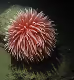 Liponema brevicornis im Aquarium halten (Einrichtungsbeispiele für Pom-Pom-Anemone)