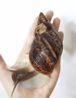 Lissachatina reticulata im Terrarium halten (Einrichtungsbeispiele mit Riesen-Achatschnecke)