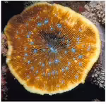 Lithophyllon undulatum im Aquarium halten (Einrichtungsbeispiele für Großpolypige Steinkoralle)