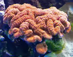 Lobophyllia hemprichii im Aquarium halten (Einrichtungsbeispiele für Doldenkoralle)