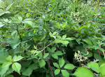 Lonicera periclymenum im Garten pflanzen (Einrichtungsbeispiele mit Deutsches Geißblatt)