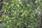 Loranthus europaeus im Garten pflanzen (Einrichtungsbeispiele mit Eichen-Mistel)