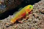 Lubricogobius tre im Aquarium halten (Einrichtungsbeispiele für Lubricogobius tre)