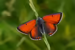 Lilagold-Feuerfalter: Lycaena hippothoe im Garten (Einrichtungsbeispiele mit Lycaena hippothoe)