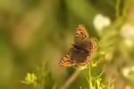 Braune Feuerfalter im Garten (Einrichtungsbeispiele mit Lycaena tityrus)
