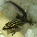 Lygodactylus kimhowelli im Terrarium halten (Einrichtungsbeispiele mit Kim Howells Zwerggecko)