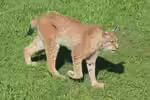 Europäischer Luchs im Garten (Einrichtungsbeispiele mit Lynx lynx)