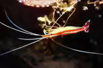Lysmata amboinensis im Aquarium halten (Einrichtungsbeispiele mit Weißbandputzergarnele)