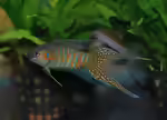 Macropodus opercularis im Aquarium halten (Einrichtungsbeispiele mit Paradiesfisch)