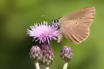 Dunkler Wiesenknopf-Ameisen-Bläuling im Garten (Einrichtungsbeispiele mit Maculinea nausithous)