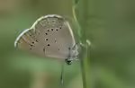 Heller Wiesenknopf-Ameisen-Bläuling im Garten (Einrichtungsbeispiele mit Maculinea teleius)