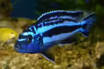 Melanochromis maingano im Aquarium halten (Einrichtungsbeispiele mit Stahlblauer Maulbrüter)