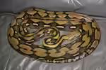 Malayopython reticulatus im Terrarium halten (Einrichtungsbeispiele mit Netzpython)