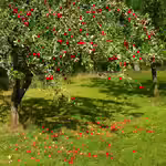 Malus domestica: Der Apfelbaum – Ein umfassender Leitfaden für Ihren Garten (Einrichtungsbeispiele mit Apfelbaum)