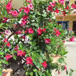 Mandevilla sanderi im Garten pflanzen (Einrichtungsbeispiele mit Trichterblüte)