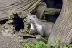 Steinmarder im Garten (Einrichtungsbeispiele mit Martes foina)