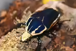 Mecynorhina torquata ugandensis im Terrarium halten (Einrichtungsbeispiele mit Uganda-Rosenkäfer)