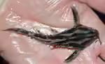 Megalodoras uranoscopus im Aquarium halten (Einrichtungsbeispiele mit Schneckendornwels)