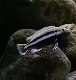 Melanochromis auratus im Aquarium halten (Einrichtungsbeispiele mit Türkisgold-Buntbarsch)