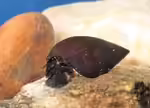 Melanopsis buccinoidea im Aquarium halten (Einrichtungsbeispiele mit Purple Haze Schnecke)