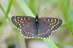 Baldrian-Scheckenfalter im Garten (Einrichtungsbeispiele mit Melitaea diamina)