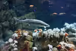 Metridium farcimen im Aquarium halten (Einrichtungsbeispiele für Gefiederte Anemone)