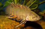 Microctenopoma ansorgii im Aquarium halten (Einrichtungsbeispiele mit Orange-Buschfischen)