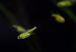 Microdevario kubotai im Aquarium halten (Einrichtungsbeispiele mit Smaragd-Zwergrasbora)