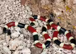 Micruroides euryxanthus im Terrarium halten (Einrichtungsbeispiele mit Arizona Korallenotter)