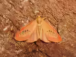 Rosen-Flechtenbärtchen im Garten (Einrichtungsbeispiele mit Miltochrista miniata)